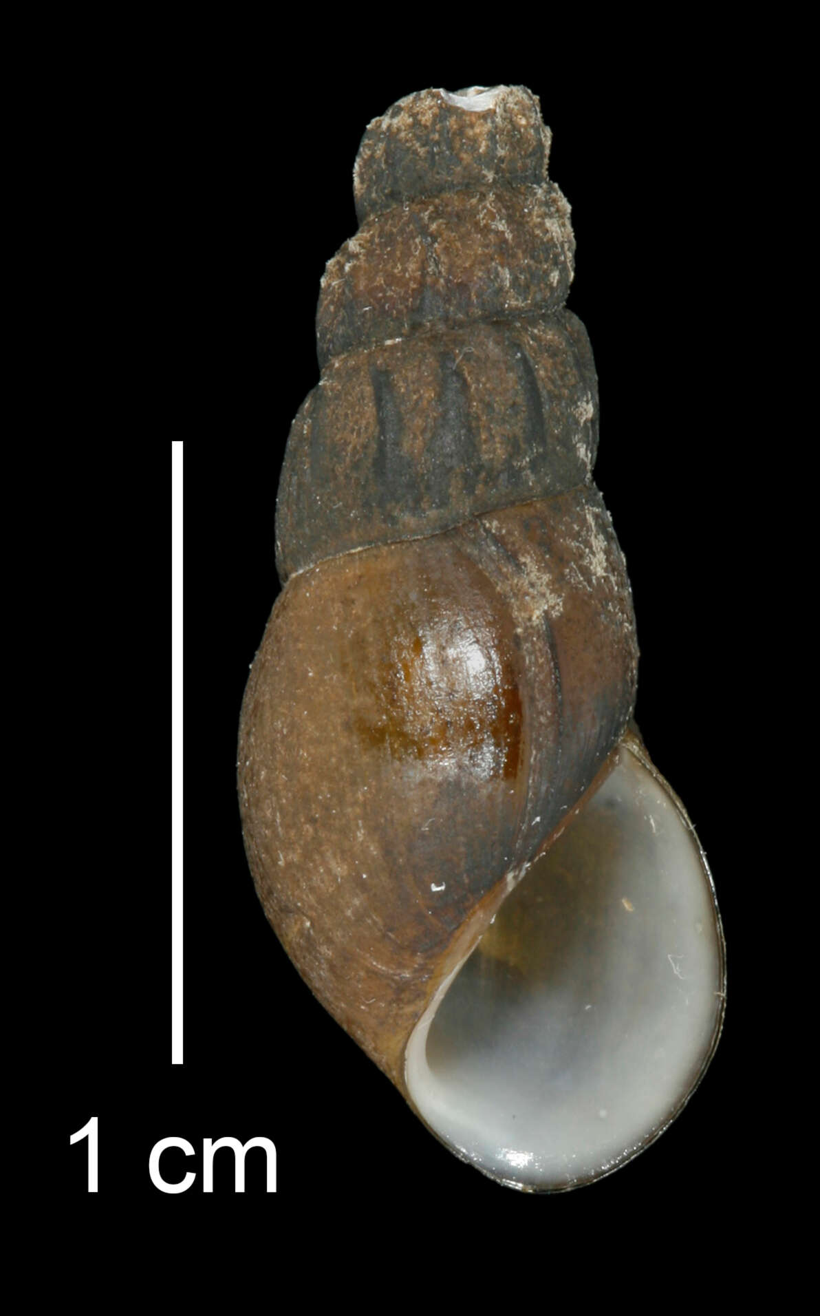 Image of Juga plicifera (I. Lea 1838)