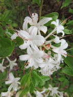 صورة Rhododendron viscosum var. serrulatum (Small) H. E. Ahles