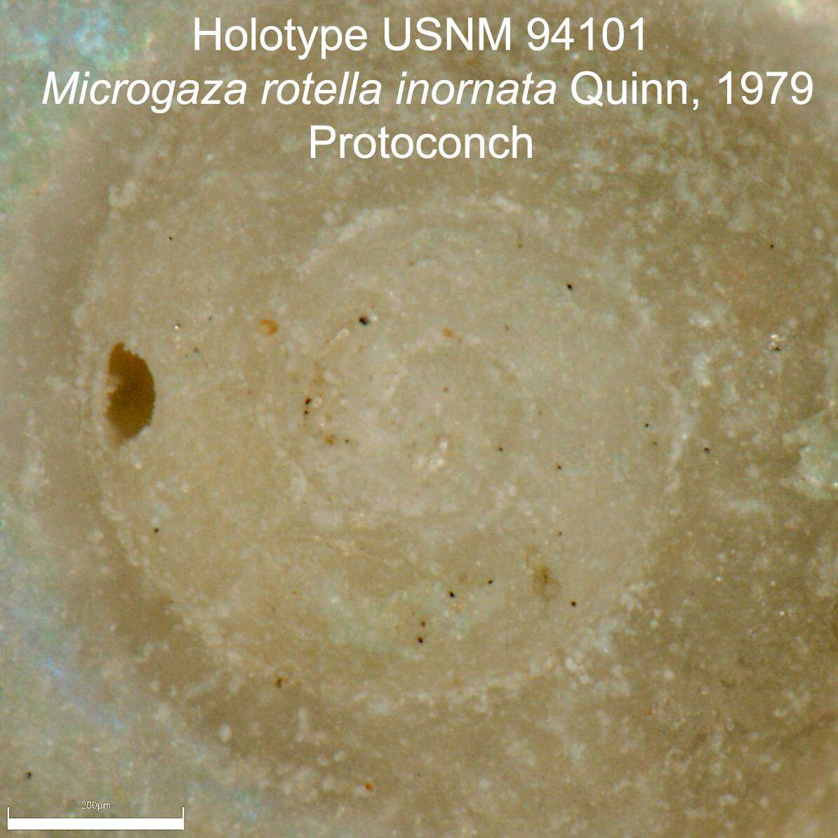 Image of Microgaza rotella inornata Quinn 1979