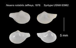 Image de Rhinoclama notabilis (Jeffreys 1876)