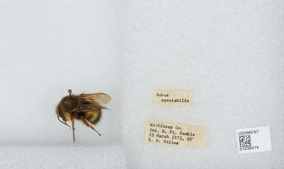 Image of Sitka bumble bee