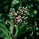 Plancia ëd Ardisia dictyoneura Urb.