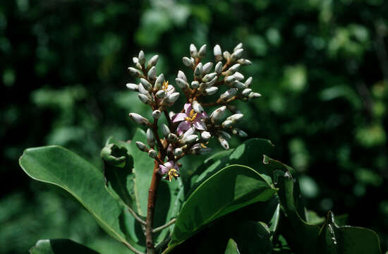 Image of Ardisia dictyoneura Urb.