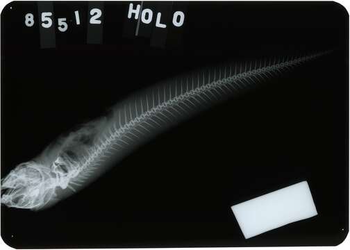 Image of Crested Cusk-eel