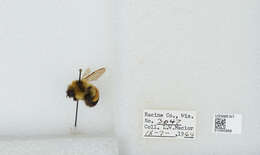 Image of Rusty patched bumble bee