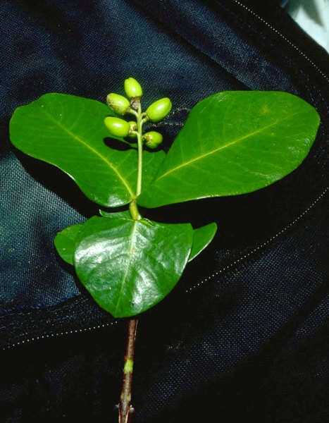 Image of Wikstroemia johnplewsii W. L. Wagner & D. H. Lorence
