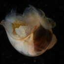 Sivun Peracle reticulata (d'Orbigny 1835) kuva
