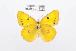 Image of Colias electo (Linnaeus 1763)