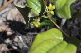 Image de Smilax pumila Walter