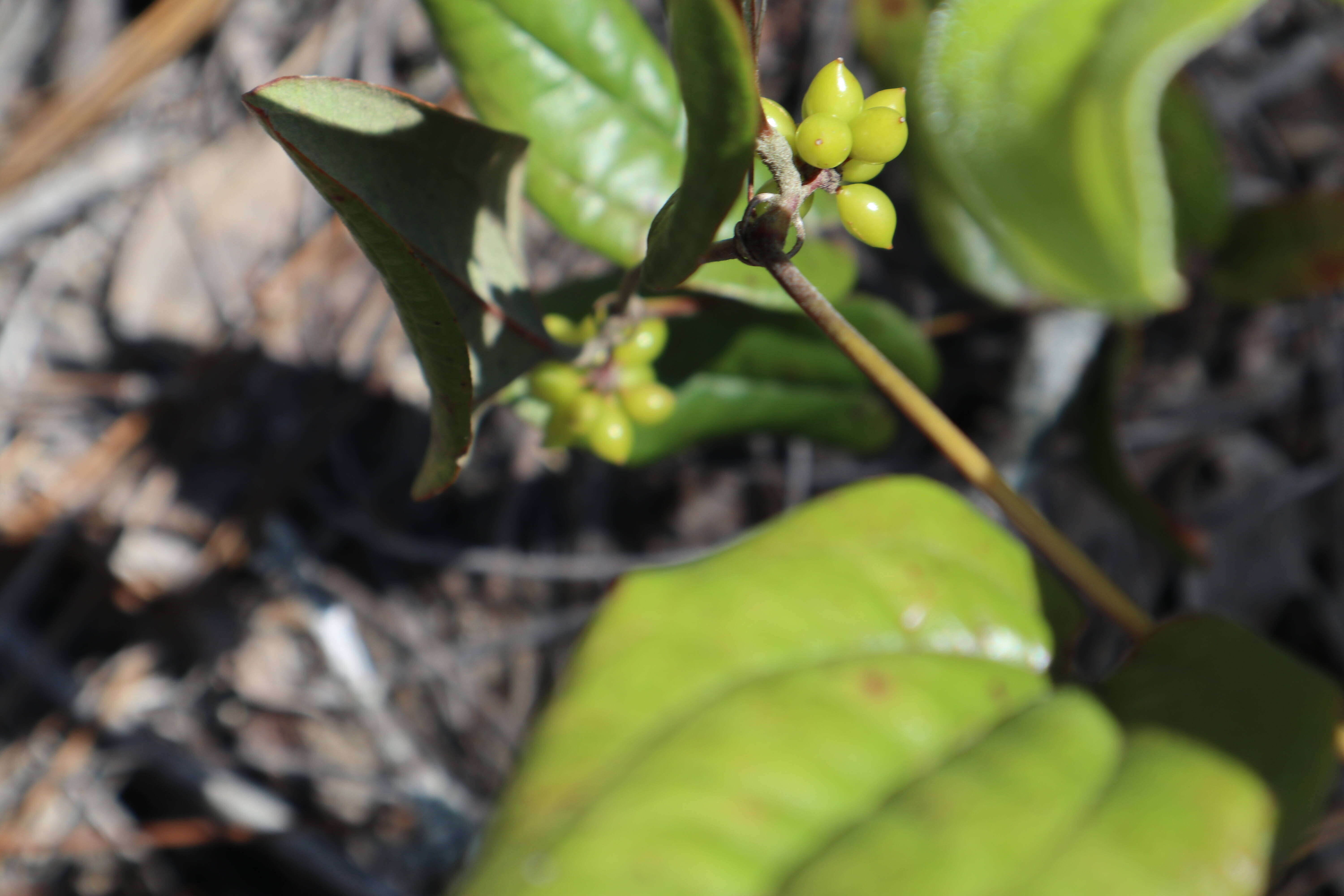 Smilax pumila Walter resmi