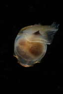 Image of Telodiacria Rampal 2019