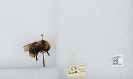 Image de Bombus insularis (Smith 1861)