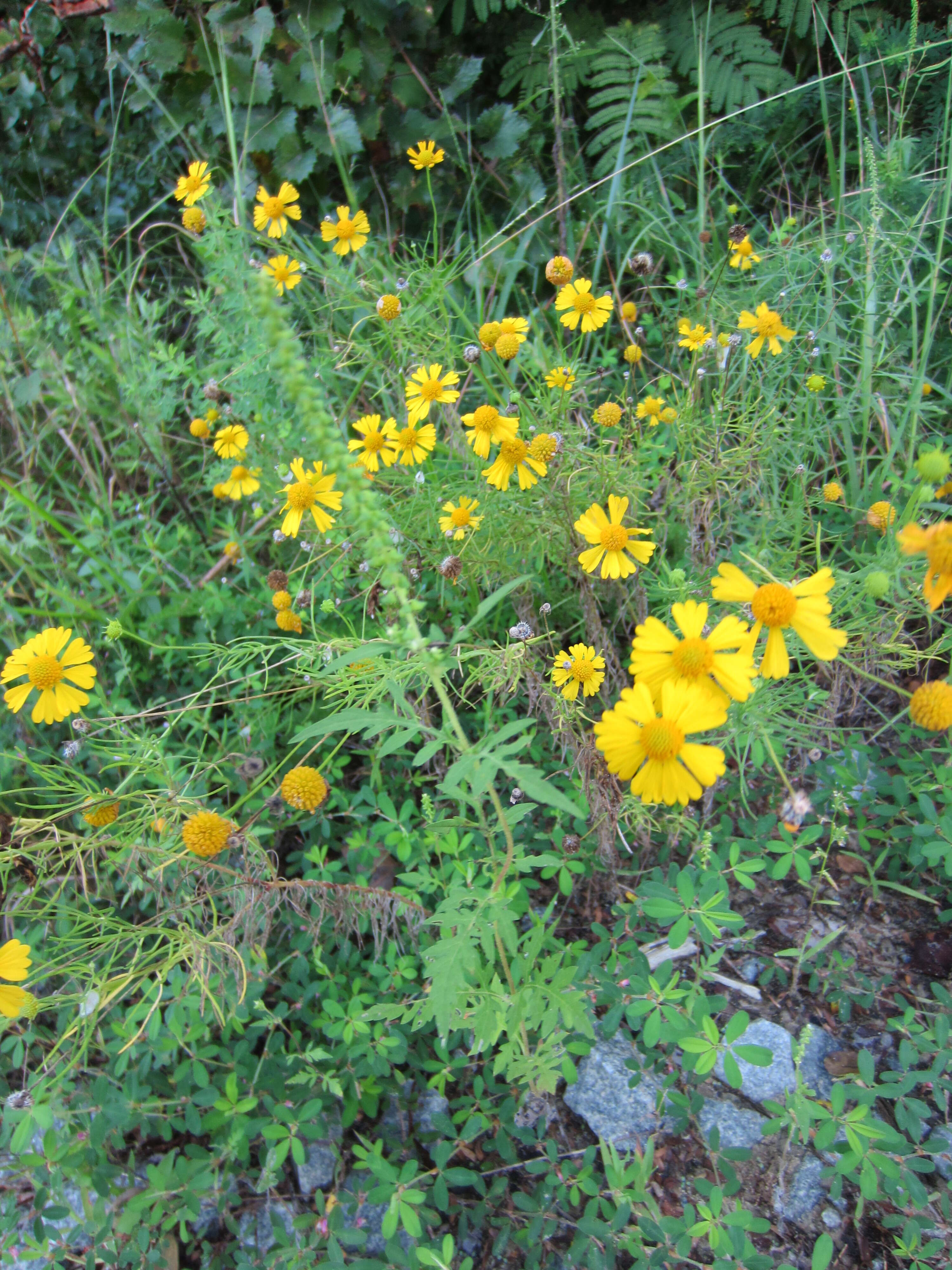 Image de Helenium amarum (Rafin.) H. Rock