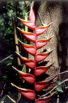 Image de Heliconia bihai (L.) L.