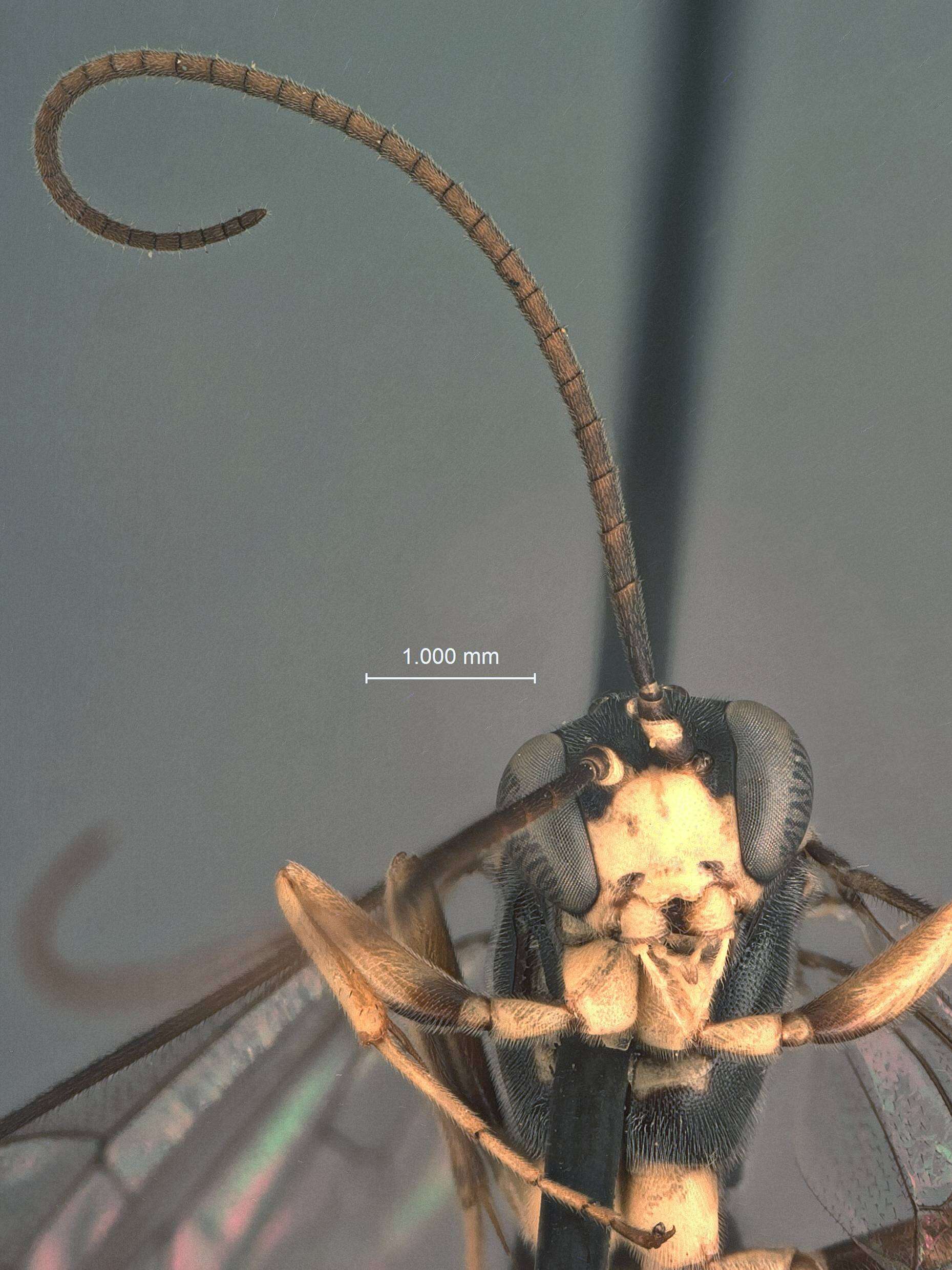 Image of Lamachus albopictus Cushman 1937