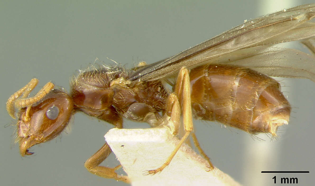 Image of <i>Lasius interjectus</i>