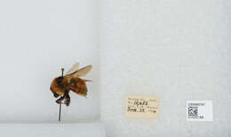 Слика од Bombus rufocinctus Cresson 1864