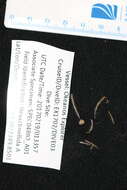 Image of Cladorhiza Sars 1872
