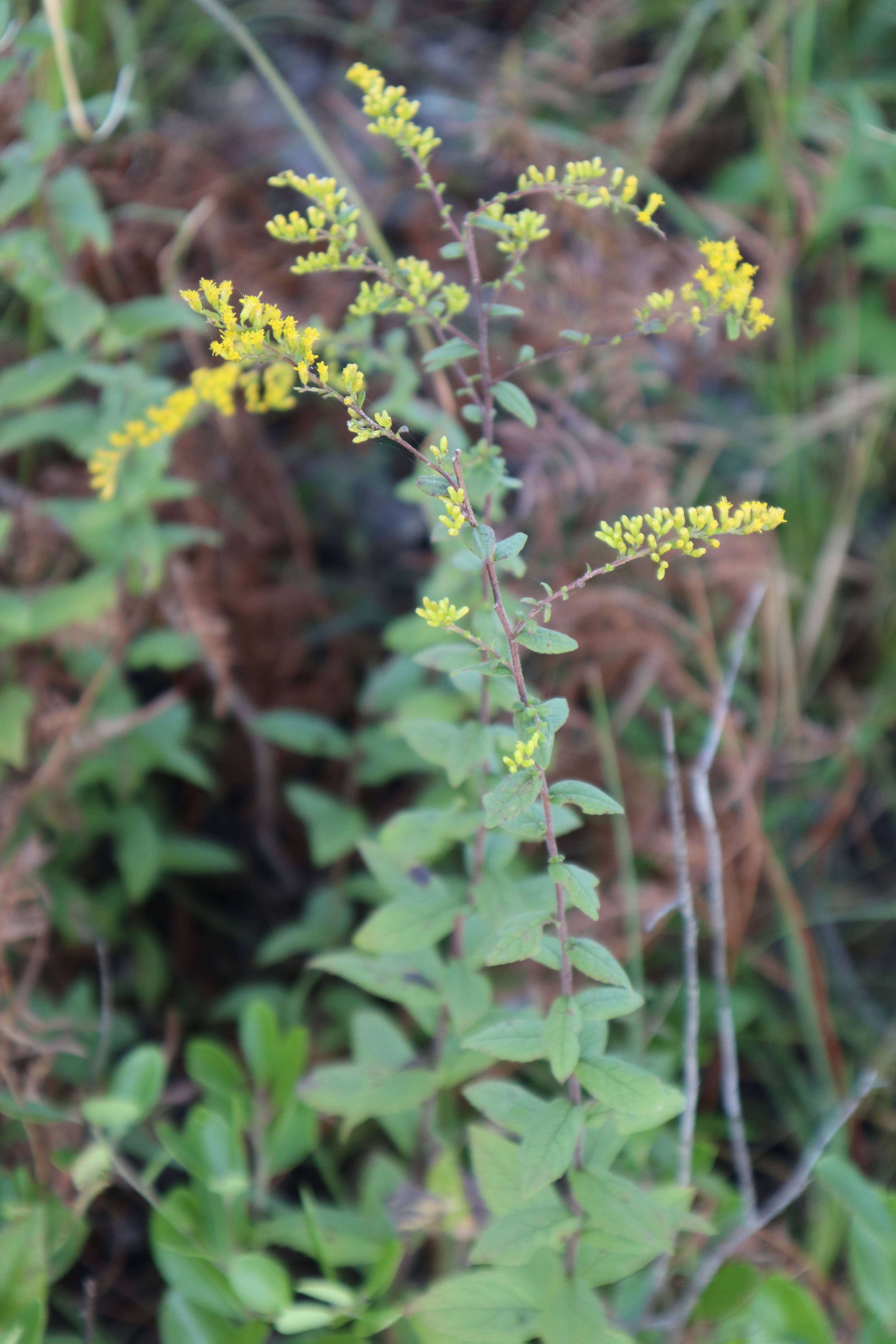 Solidago rugosa var. celtidifolia (Small) Fern. resmi