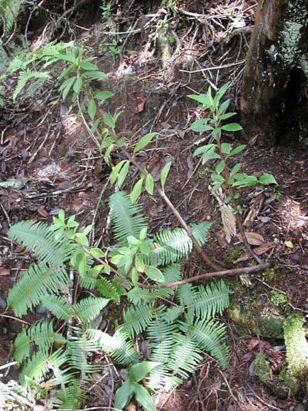 Image of Single-Nerve Peperomia