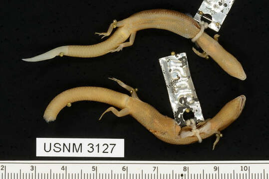 Image of Mole Skink