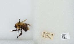 صورة Bombus bimaculatus Cresson 1864