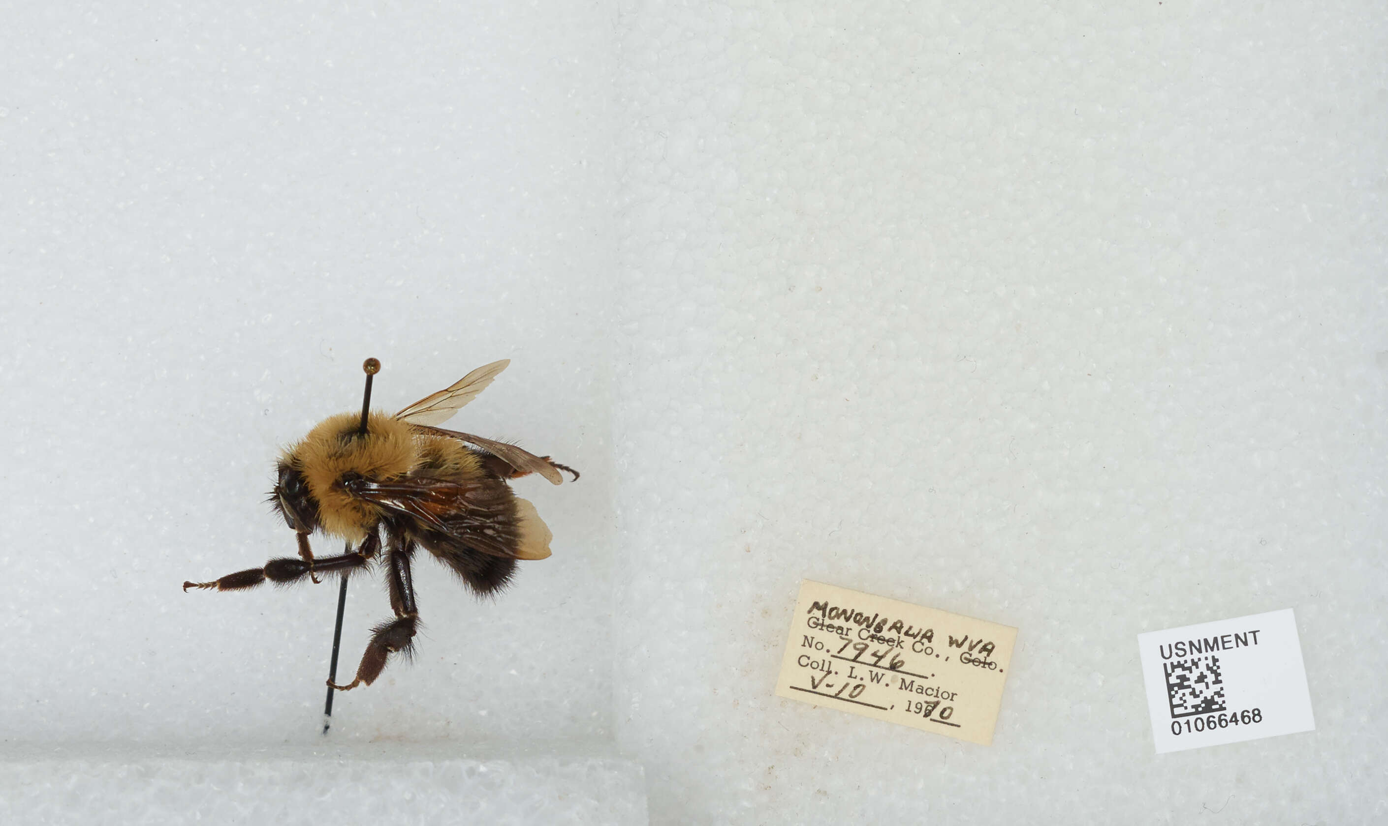 صورة Bombus bimaculatus Cresson 1864