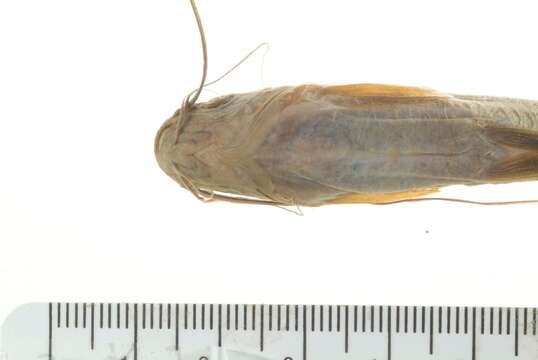 Image of Striped catfish