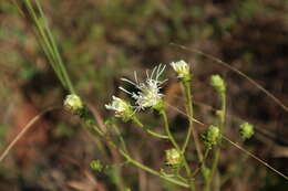 Image de Carphephorus bellidifolius (Michx.) Torr. & A. Gray