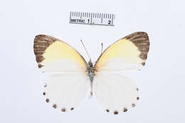 Image de Mylothris sulphurea Aurivillius 1895