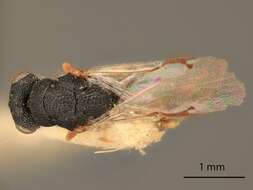 Слика од Eurytoma tenuis Bugbee 1941