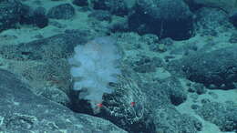 Image of sponges
