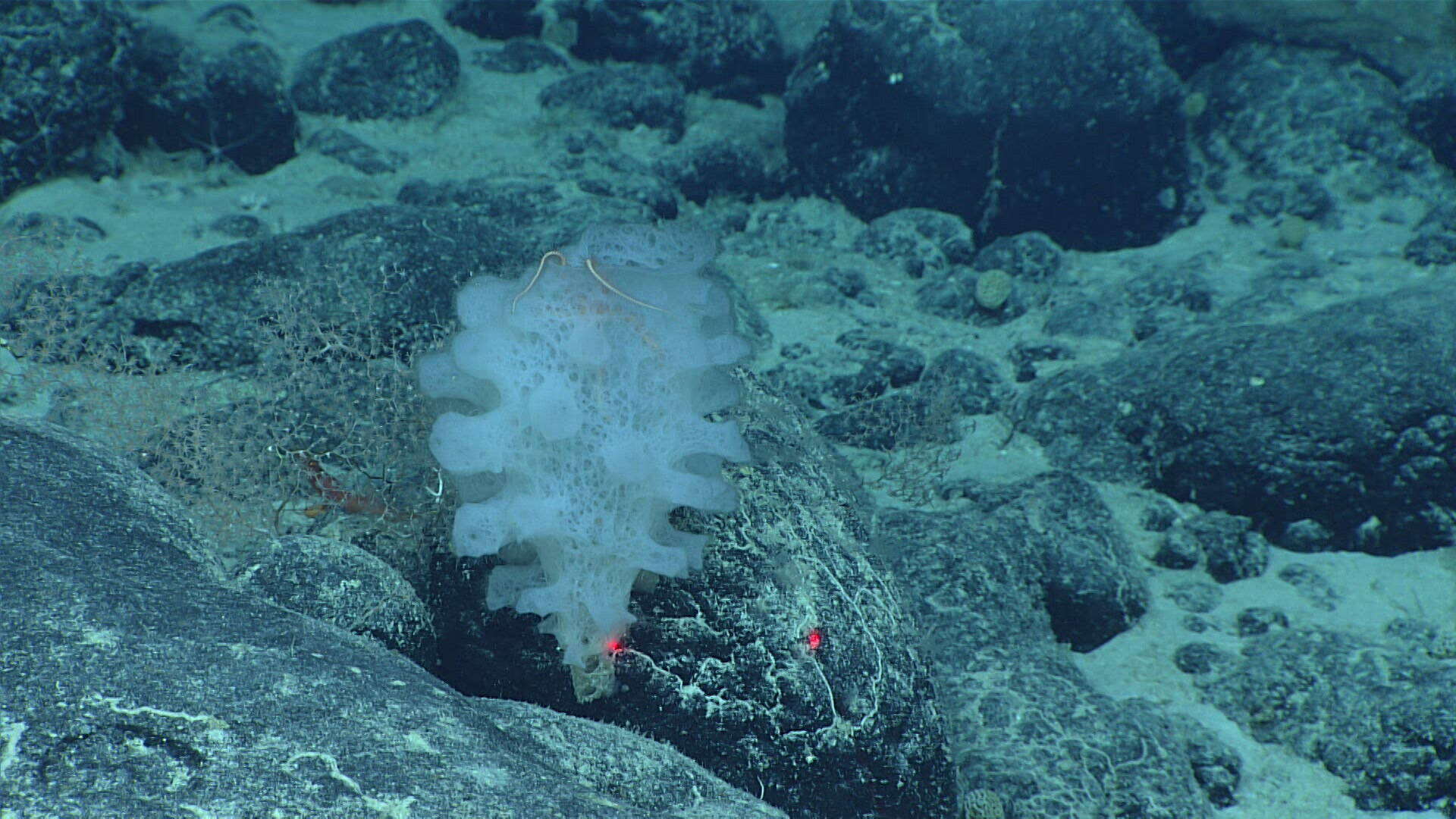 Image of sponges