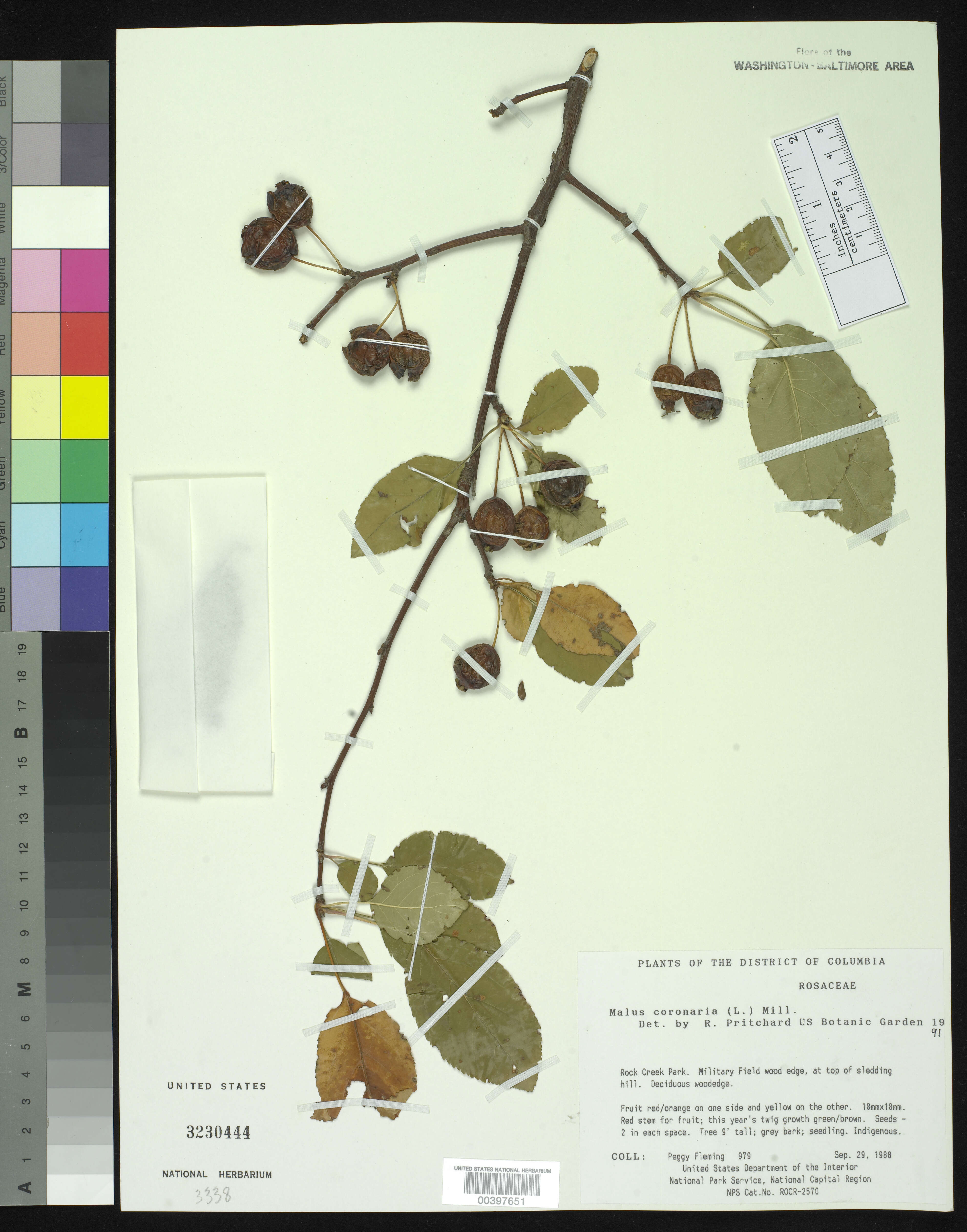 Plancia ëd Malus coronaria (L.) P. Mill.