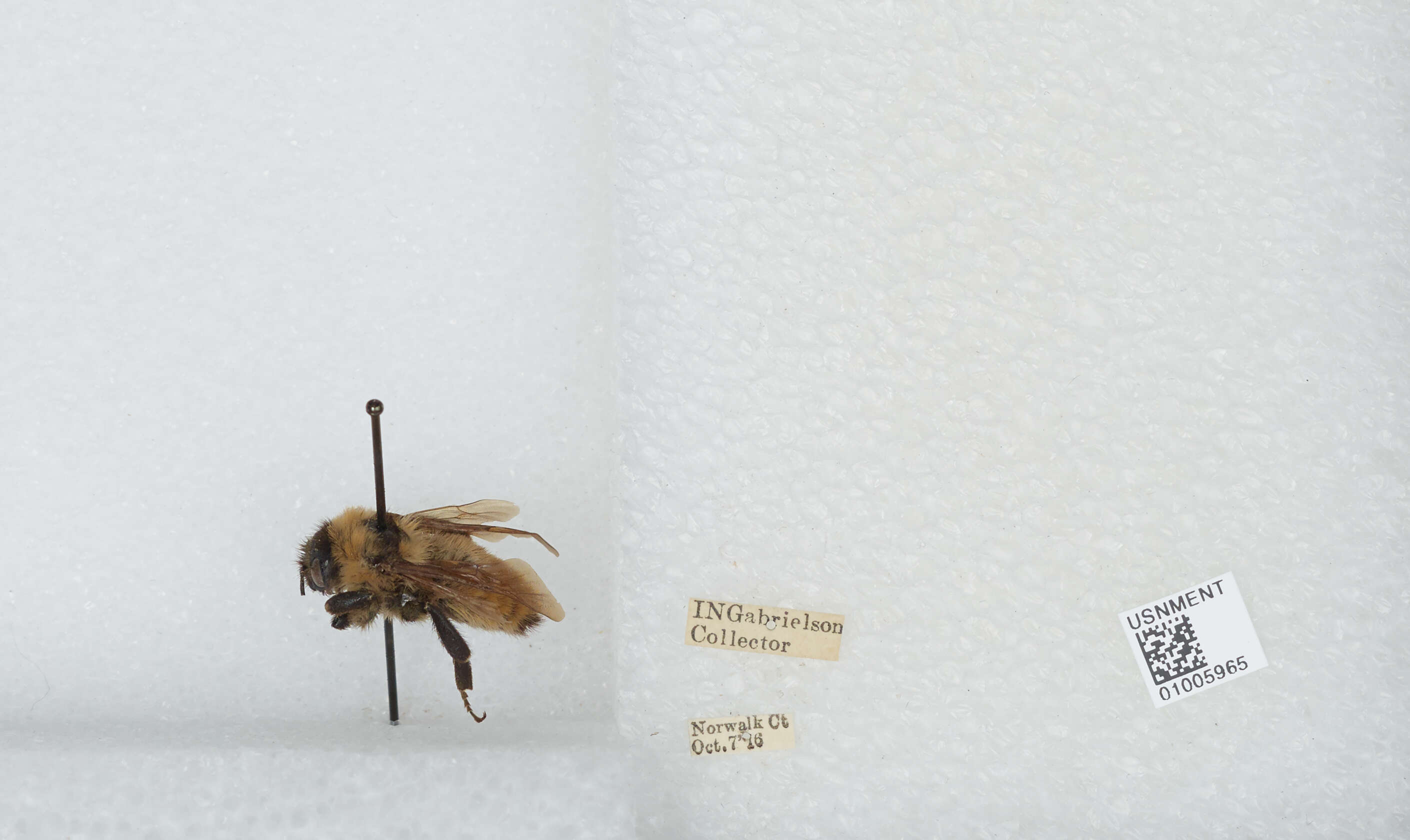 Image de Bombus fervidus (Fabricius 1798)