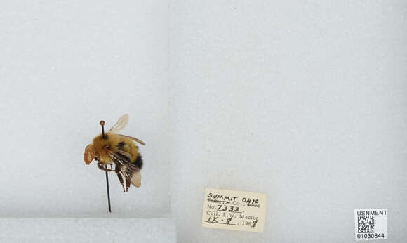 Image of Bombus vagans vagans Smith 1854