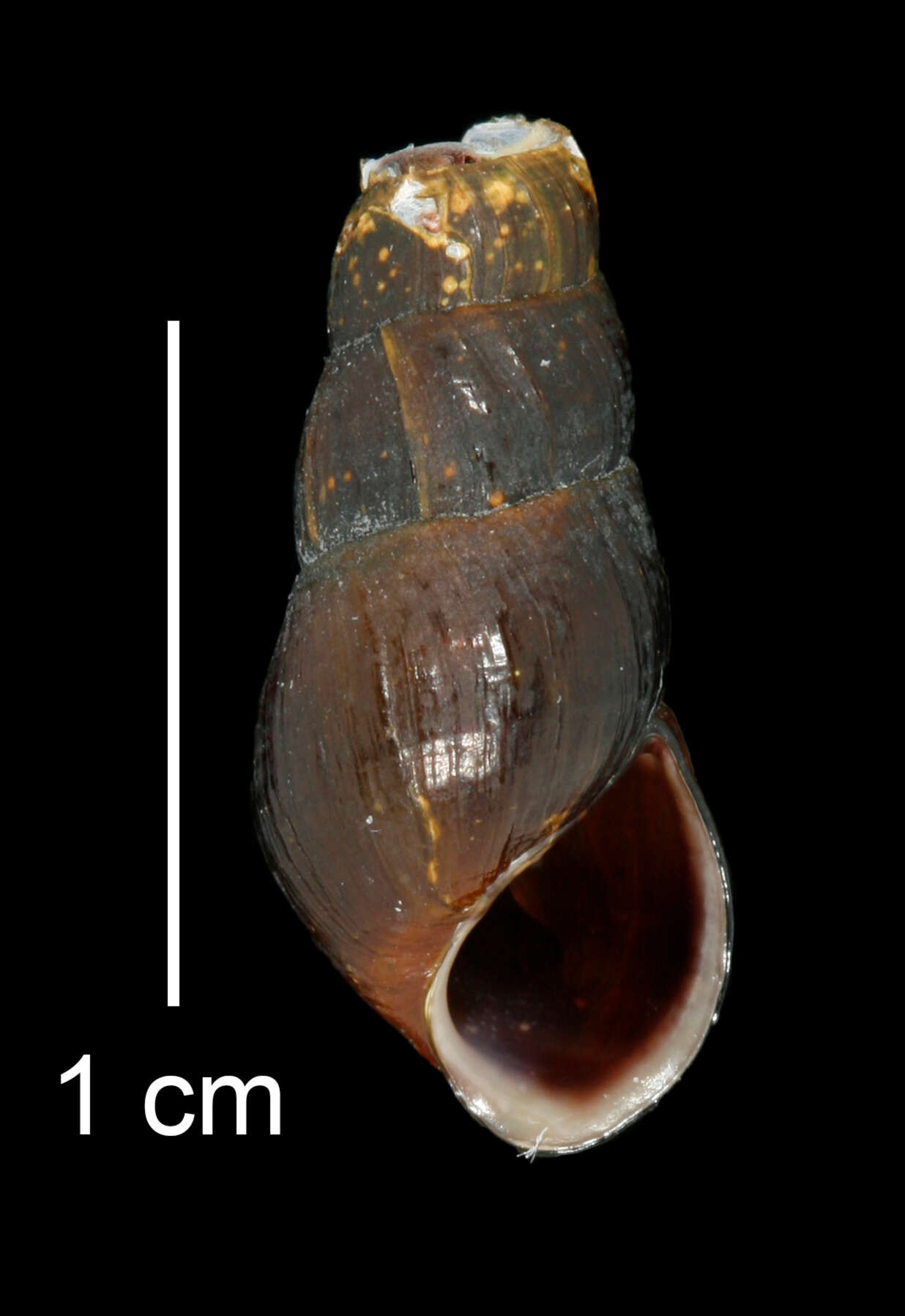 Image of Juga plicifera (I. Lea 1838)