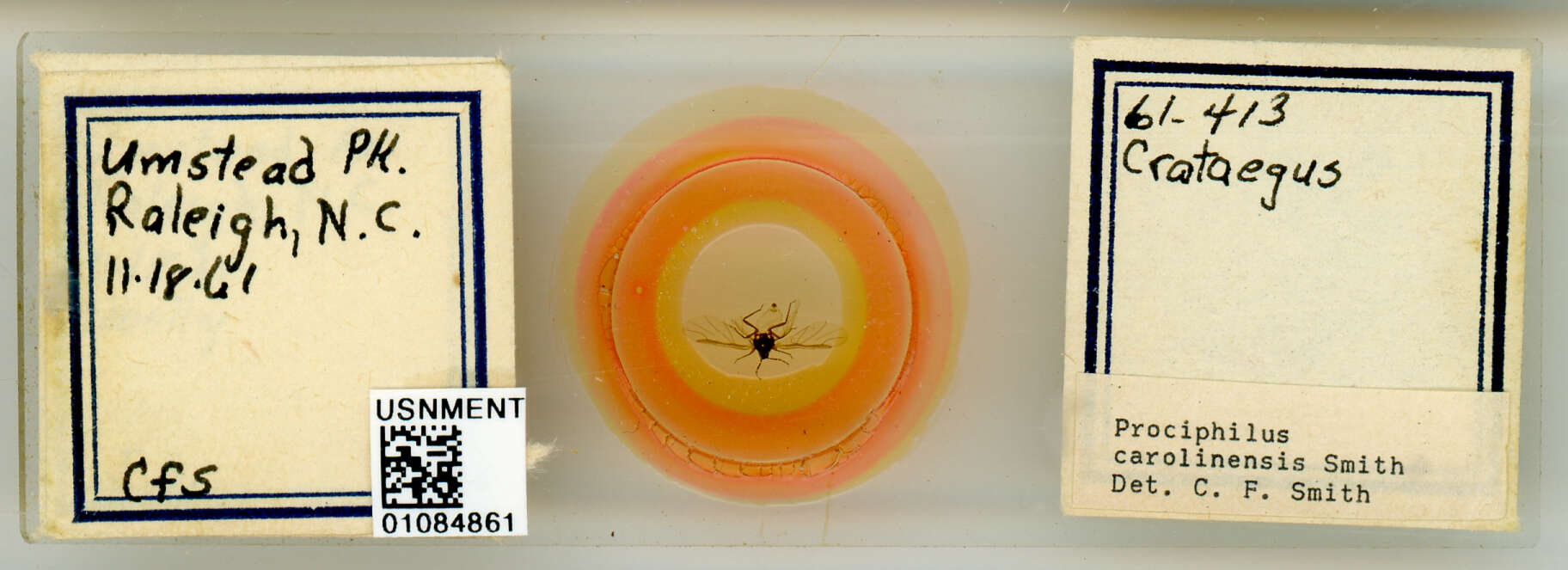 Image of Prociphilus (Prociphilus) carolinensis Smith & C. F. 1969