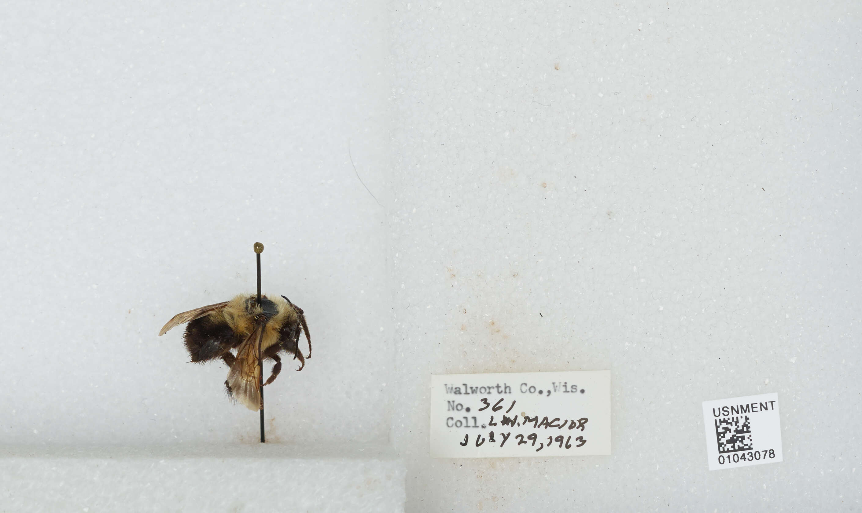 صورة Bombus bimaculatus Cresson 1864