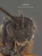Image of Microplitis longicaudus Muesebeck 1922
