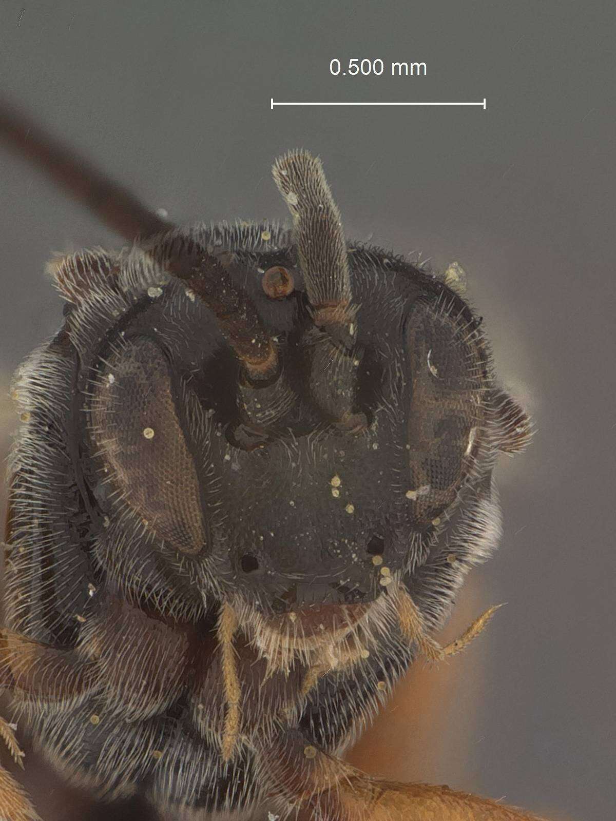Image of Microplitis longicaudus Muesebeck 1922