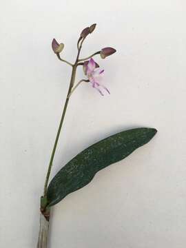 Imagem de Dendrobium moschatum (Banks) Sw.