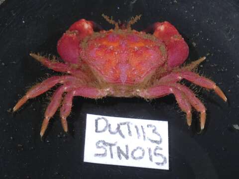 Image de Glebocarcinus oregonensis (Dana 1852)