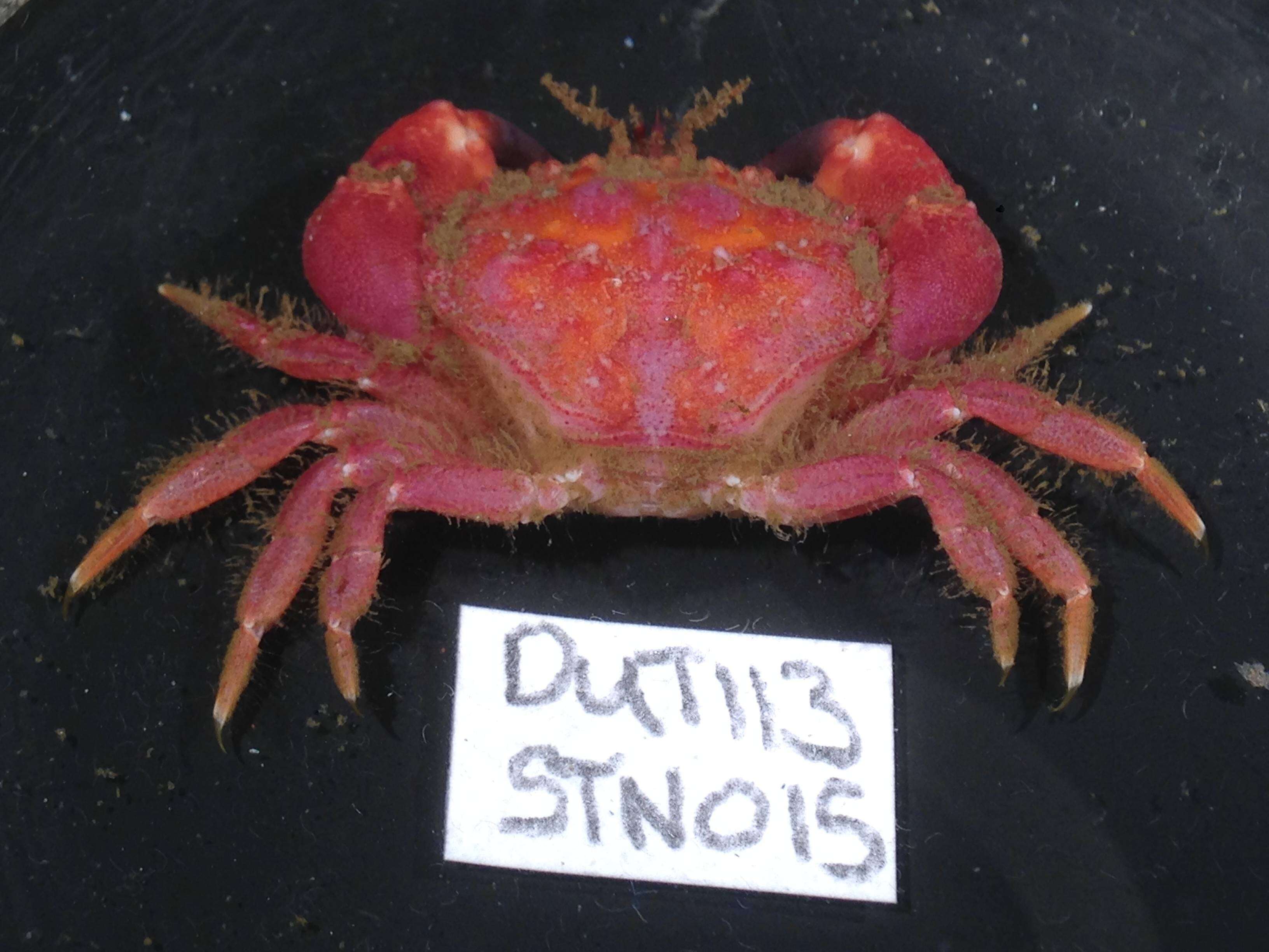 Image de Glebocarcinus oregonensis (Dana 1852)