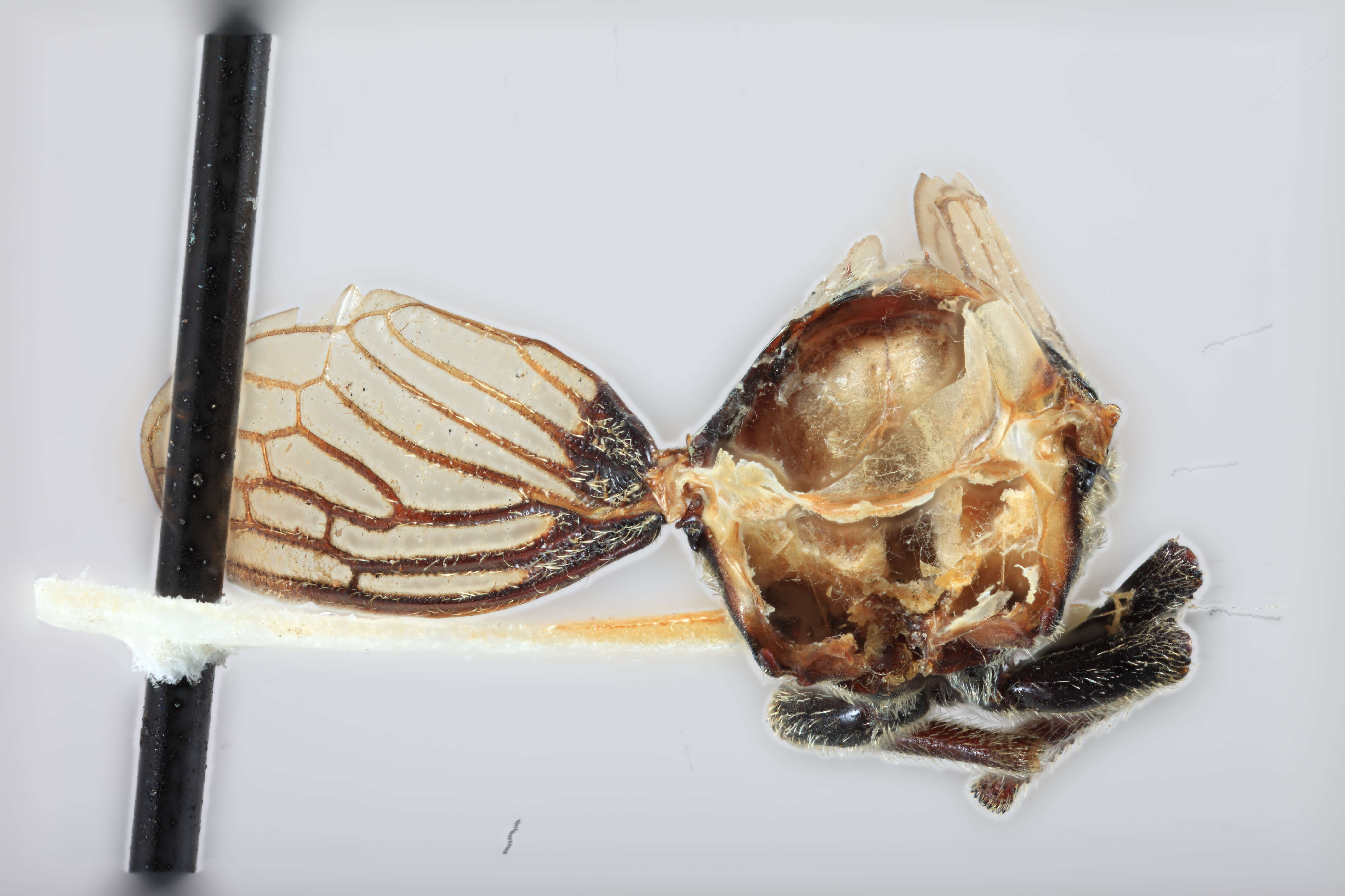 Image of Leptocentrus arebiensis Goding 1932