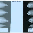 Image of Engyprosopon obliquioculatum (Fowler 1934)