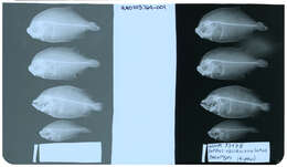 Слика од Engyprosopon obliquioculatum (Fowler 1934)