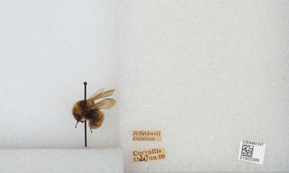 Imagem de Bombus appositus Cresson 1879