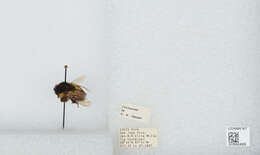 Image of Bombus ephippiatus Say 1837