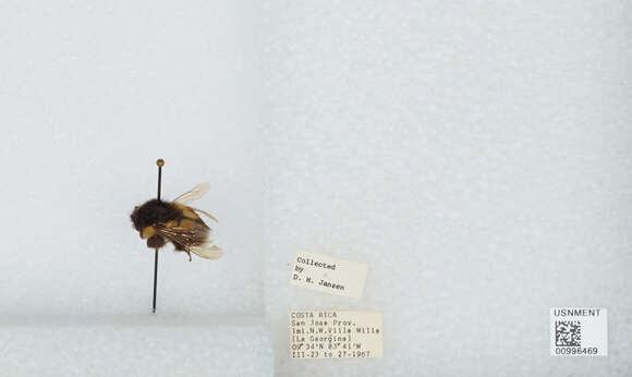 Image of Mesoamerican Bumble Bee